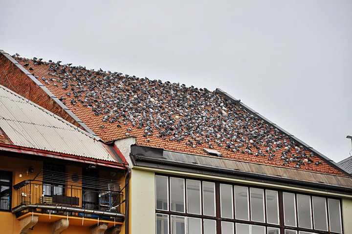 A2B Pest Control are able to install spikes to deter birds from roofs in Finchampstead. 