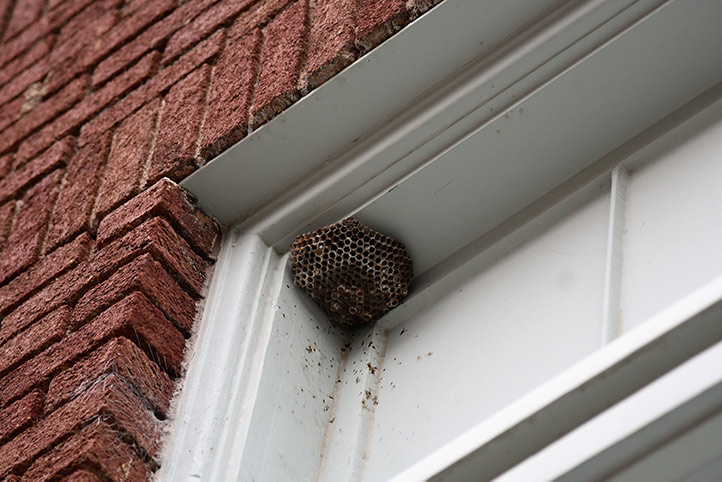 We provide a wasp nest removal service for domestic and commercial properties in Finchampstead.